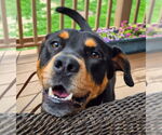 Small Rottweiler Mix