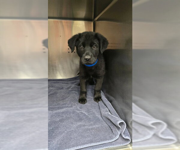 Medium Photo #1 Labrador Retriever-Unknown Mix Puppy For Sale in Rancho Cucamonga, CA, USA