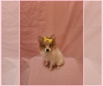 Small #1 Pomeranian