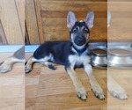 Small Photo #7 German Shepherd Dog Puppy For Sale in PORTAGE, IN, USA