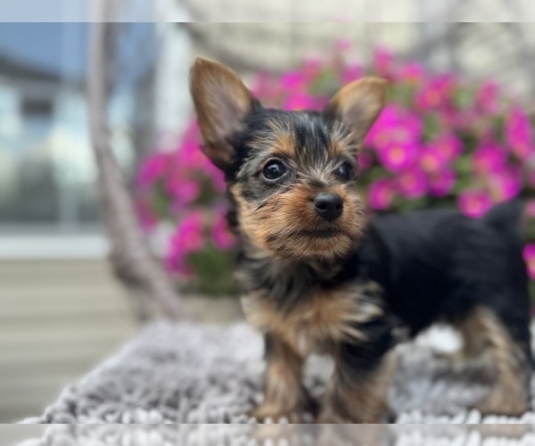 Medium Photo #7 Yorkshire Terrier Puppy For Sale in LA PLATA, MD, USA