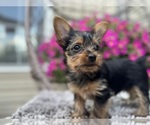 Small #6 Yorkshire Terrier
