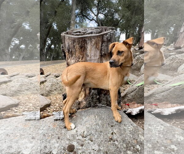 Medium Photo #1 Mutt Puppy For Sale in Lake Elsinore, CA, USA