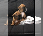 Small Boxer