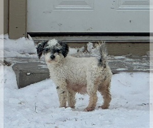 Mother of the Cavapoo puppies born on 06/26/2025