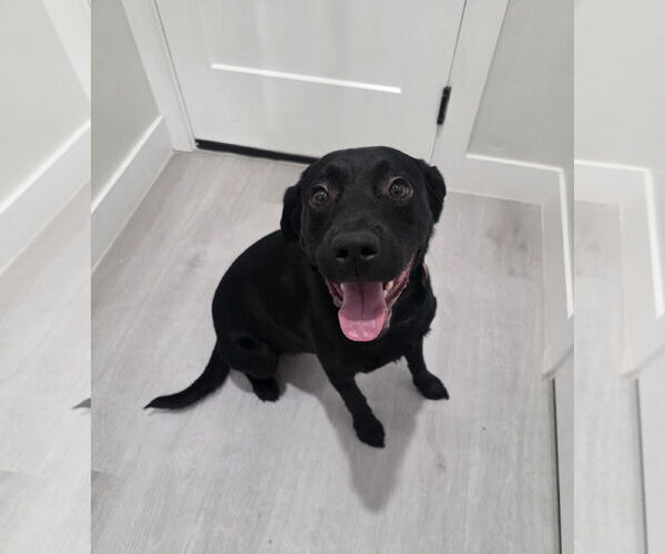 Medium Photo #3 Labrador Retriever-Unknown Mix Puppy For Sale in MIDWAY, UT, USA