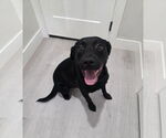 Small #2 Labrador Retriever Mix