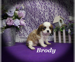 Small #8 Cavalier King Charles Spaniel