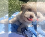 Small Photo #7 Shih-Poo Puppy For Sale in SAN DIEGO, CA, USA