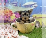 Small #7 Yorkshire Terrier