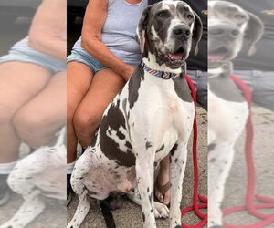 Great Dane-Unknown Mix Dogs for adoption in Germantown, OH, USA