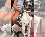 Small Great Dane Mix