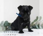 Small Photo #5 Pug Puppy For Sale in MILL HALL, PA, USA
