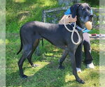 Small #2 Great Dane Mix