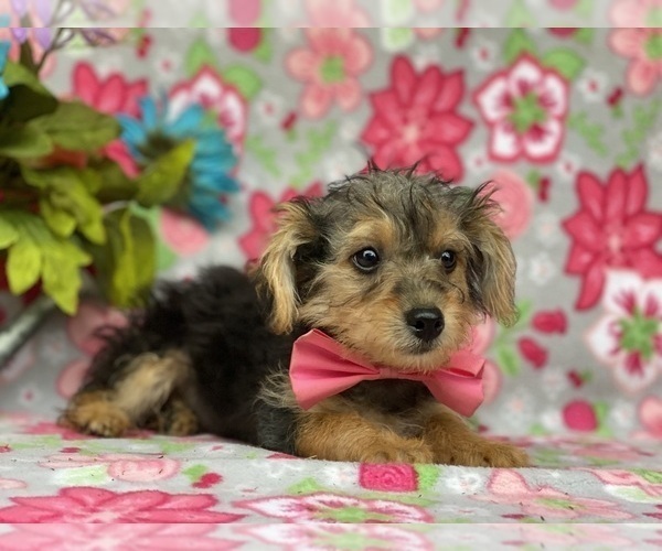 Medium Photo #4 YorkiePoo Puppy For Sale in LANCASTER, PA, USA