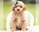 Small Photo #66 Goldendoodle (Miniature) Puppy For Sale in WARSAW, IN, USA
