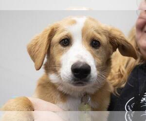 Labrador Retriever-Unknown Mix Dogs for adoption in Mountain Home, AR, USA