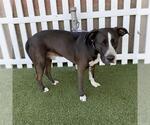Small Labrador Retriever Mix