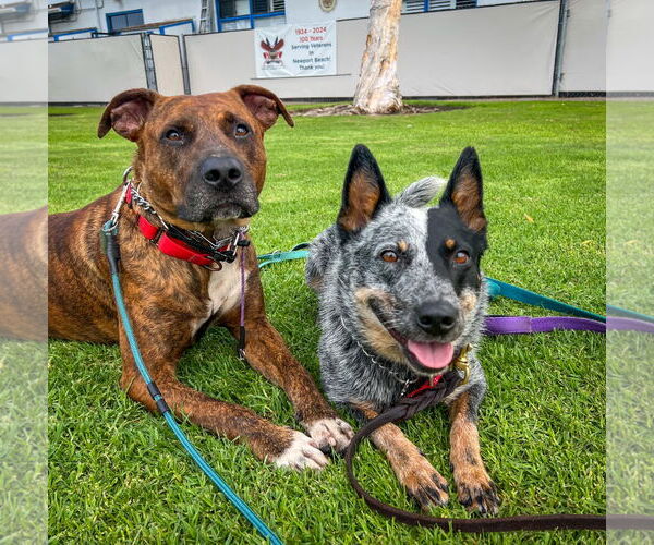 Medium Photo #9 American Staffordshire Terrier-Labrador Retriever Mix Puppy For Sale in Newport Beach, CA, USA