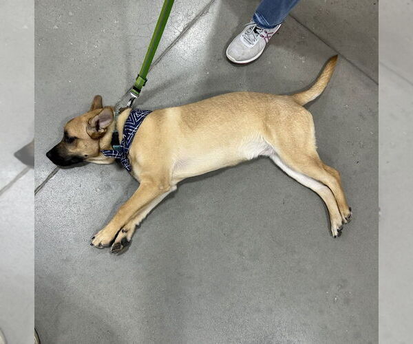 Medium Photo #19 Mountain Cur-Unknown Mix Puppy For Sale in Boston, MA, USA