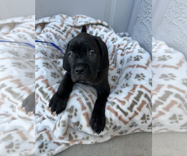 Medium Photo #6 Mutt Puppy For Sale in Goodyear, AZ, USA