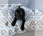 Small #5 Mutt