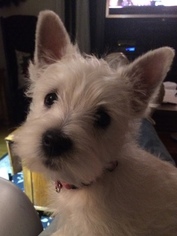 West Highland White Terrier Puppy for sale in BUFFALO, NY, USA