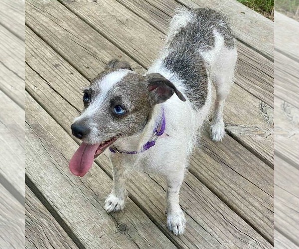 Medium Photo #2 Chihuahua-Parson Russell Terrier Mix Puppy For Sale in Princeton, MN, USA