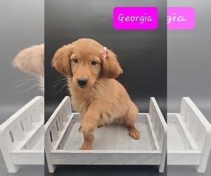 Golden Retriever Puppy for sale in GOSHEN, IN, USA