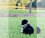 Small #1 Miniature Australian Shepherd