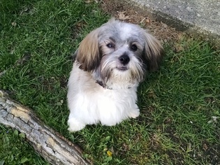 Havanese Puppy for sale in WOOSTER, OH, USA