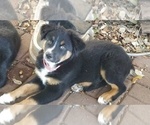 Small Photo #1 Australian Shepherd Puppy For Sale in SAN ANTONIO, TX, USA