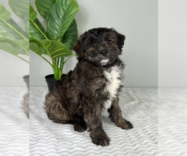 Medium Photo #2 Aussiedoodle Miniature  Puppy For Sale in FRANKLIN, IN, USA
