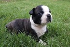 Small Photo #4 Boston Terrier Puppy For Sale in BRKN ARW, OK, USA