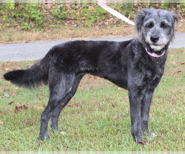 Medium Photo #3 Bearded Collie-Unknown Mix Puppy For Sale in Prattville, AL, USA