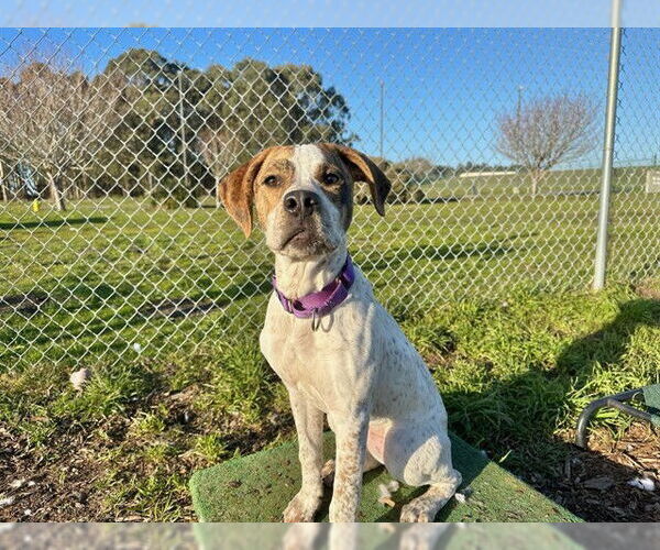 Medium Photo #1 Mutt Puppy For Sale in McKinleyville, CA, USA