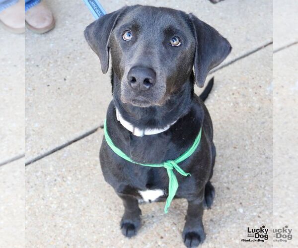 Medium Photo #4 Labrador Retriever-Unknown Mix Puppy For Sale in Washington, DC, USA