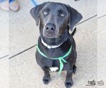 Small #3 Labrador Retriever Mix