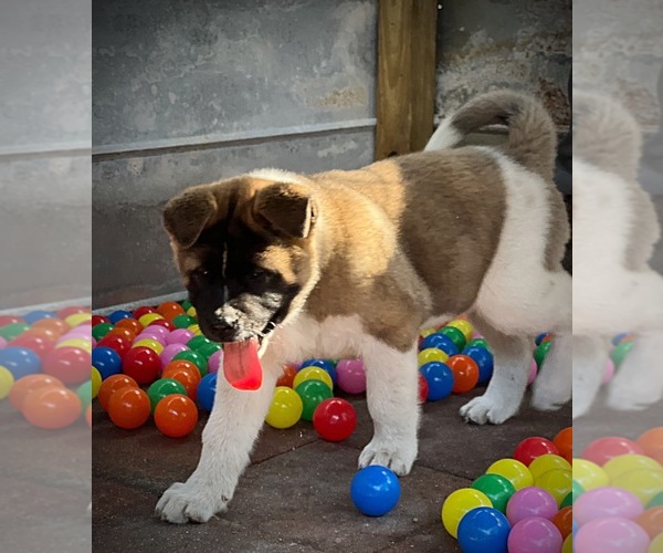 Medium Photo #1 Akita Puppy For Sale in INGLIS, FL, USA
