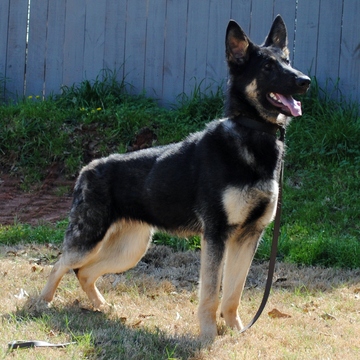 Medium Photo #1 German Shepherd Dog Puppy For Sale in SIMPSONVILLE, SC, USA