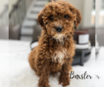 Small #1 Poodle (Miniature)