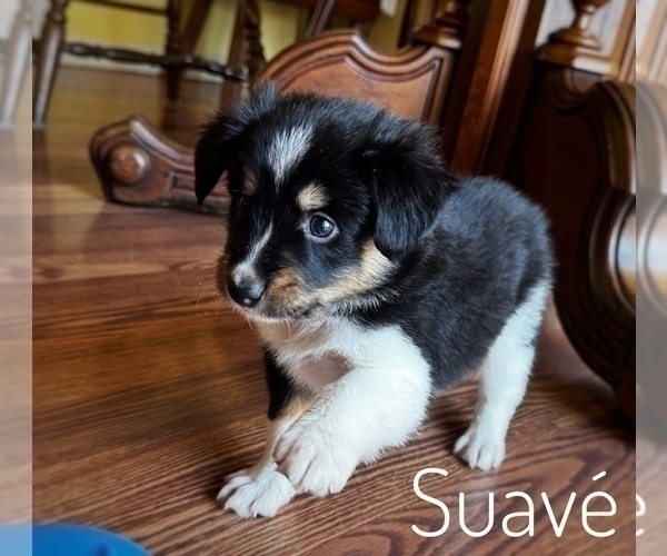 Medium Photo #8 Border Collie-Papillon Mix Puppy For Sale in CULPEPER, VA, USA