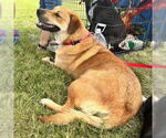 Small #6 Great Pyrenees Mix
