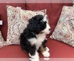 Small Photo #8 Bernedoodle (Miniature) Puppy For Sale in SOUTH ORANGE, NJ, USA
