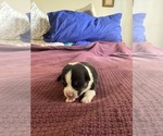 Small Photo #1 Pembroke Welsh Corgi Puppy For Sale in OAKLAND, CA, USA
