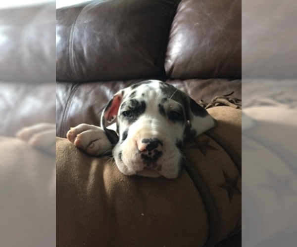 Medium Photo #1 Great Dane Puppy For Sale in BUNCETON, MO, USA