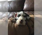Small Photo #1 Great Dane Puppy For Sale in BUNCETON, MO, USA