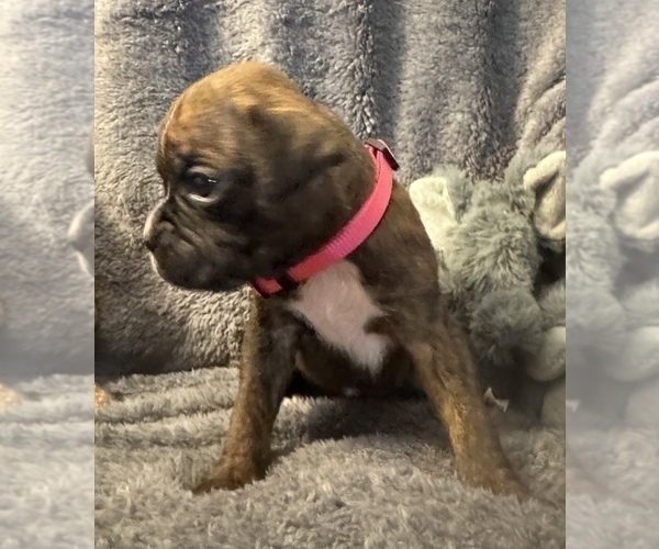 Medium Photo #11 Boxer Puppy For Sale in LANSING, MI, USA