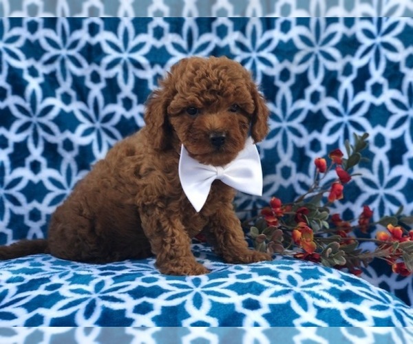 Medium Photo #8 Cavapoo-Poodle (Miniature) Mix Puppy For Sale in LAKELAND, FL, USA