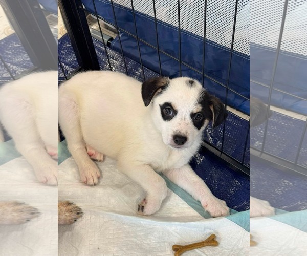 Medium Photo #7 Mutt Puppy For Sale in Holly Springs, NC, USA